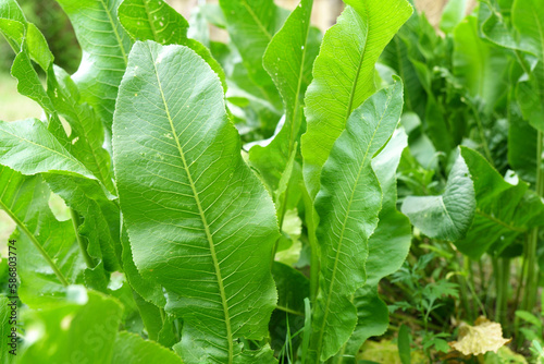 Green horseradish leaves Armoracia rusticana. Garden concept. Selective focus