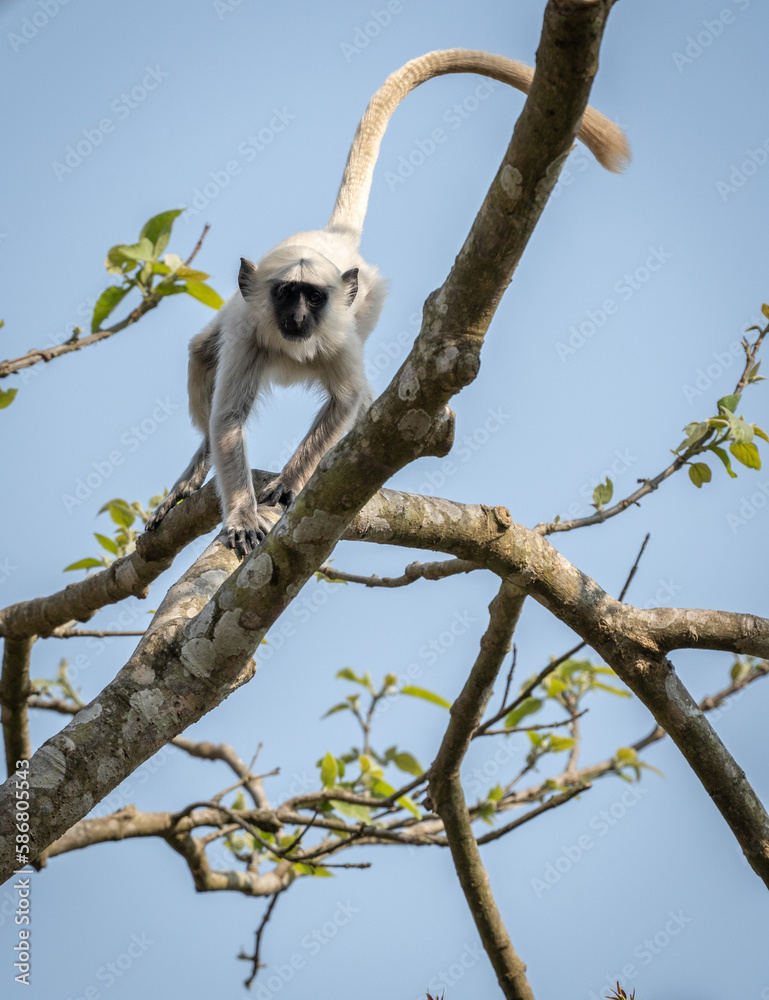 Obraz premium Gray Langur Running in a Tree