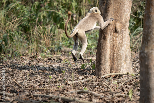 Gray Langur Jumping into a Tree