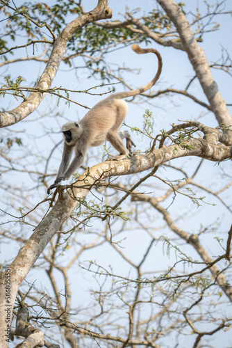 Gray Langur Running in a Tree