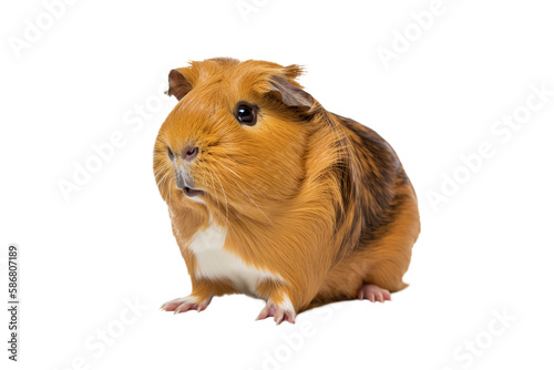 Adorable guinea pig isolated on  transparent background. PNG. digital ai art photo