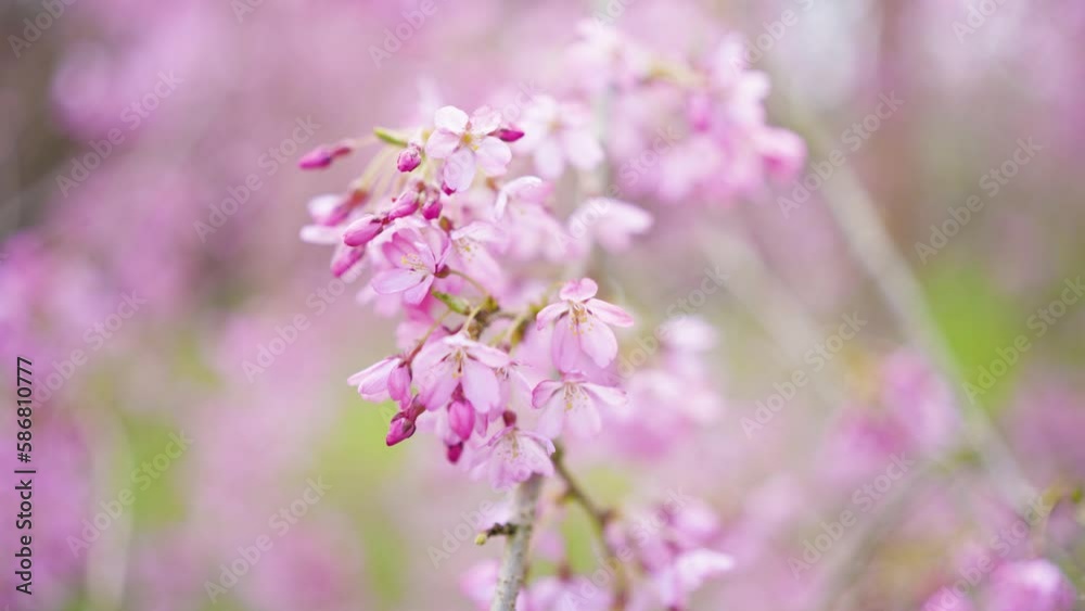 Spectacular Pink Blooms of Blossom in Spring Time. Softly Focused. Spectacular Pink Blooms of Blossom in Spring Time. Softly Focused.
