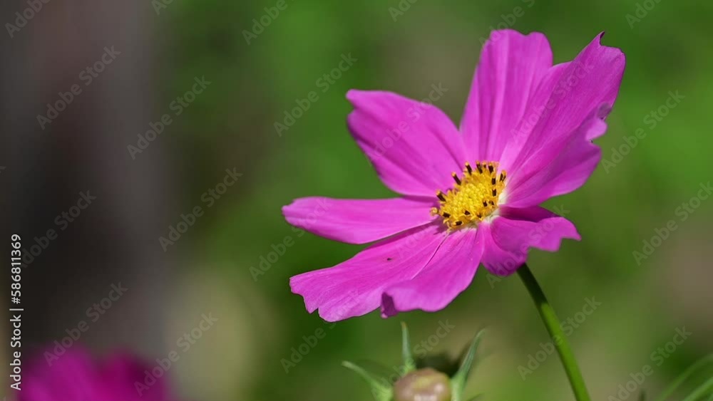 slow motion bee flying in beautiful pink cosmos flower garden slow motion bee flying in beautiful pink cosmos flower garden