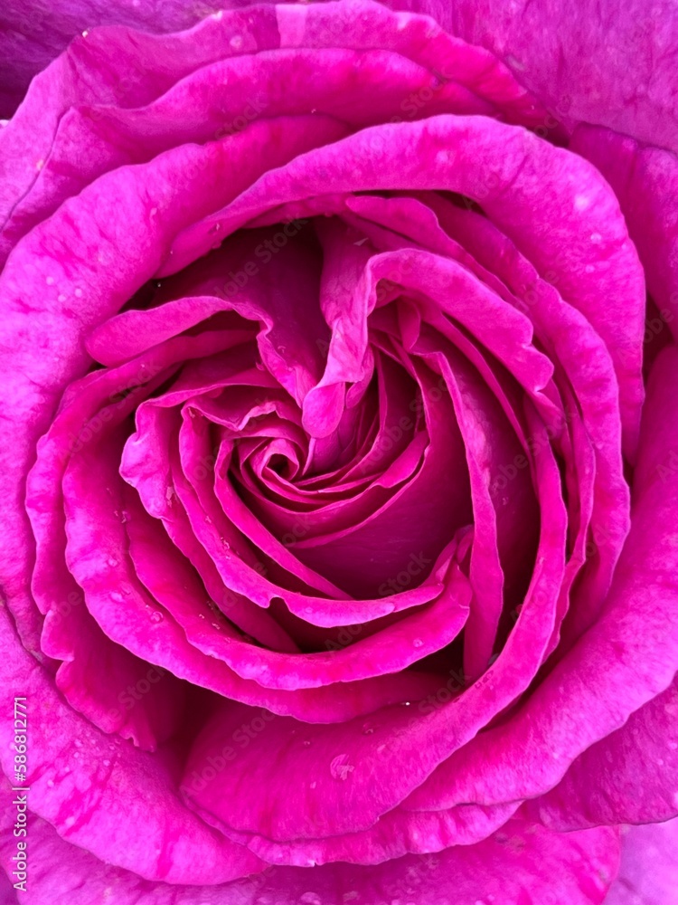Inside a Rose Inside a Rose