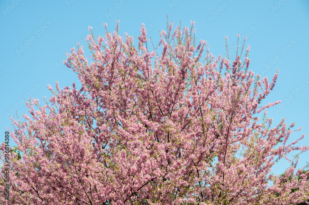 Himalayan cherry blossom (or Sakura) flowers blooming in the winter season in Northern region of Thailand. Himalayan cherry blossom (or Sakura) flowers blooming in the winter season in Northern region of Thailand.