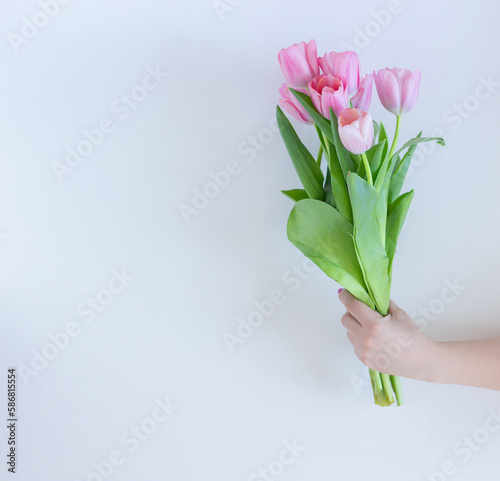 Pink tulips bouquet in woman's hand on white background