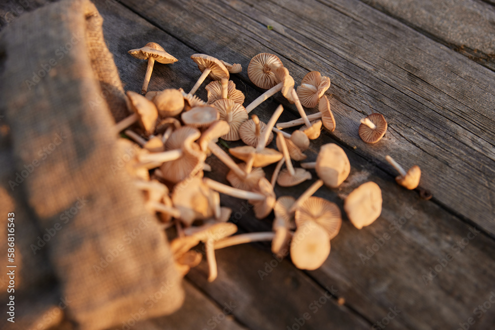 small mushrooms collected in a cloth bag small mushrooms collected in a cloth bag