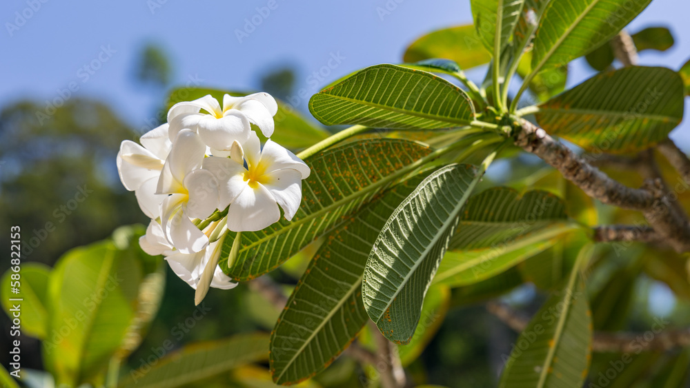 Obraz premium Frangipani
