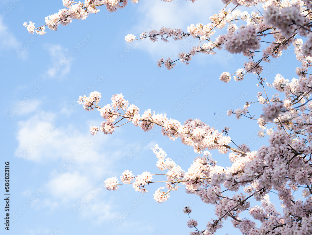 close up of blooming tree background and wallpaper,springtime