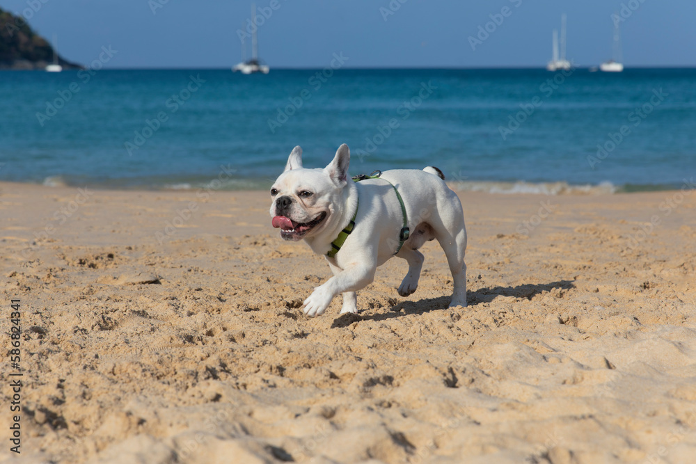 Happy french bulldog running on the beach with view on the ocean and yachts