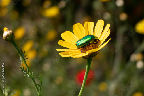 Metallic rose chafer or the green rose chafer Cetonia aurata insect on a yellow flower photo