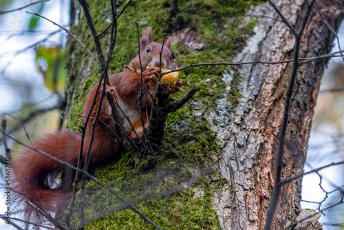 Ecureuil roux perch   sur une branche