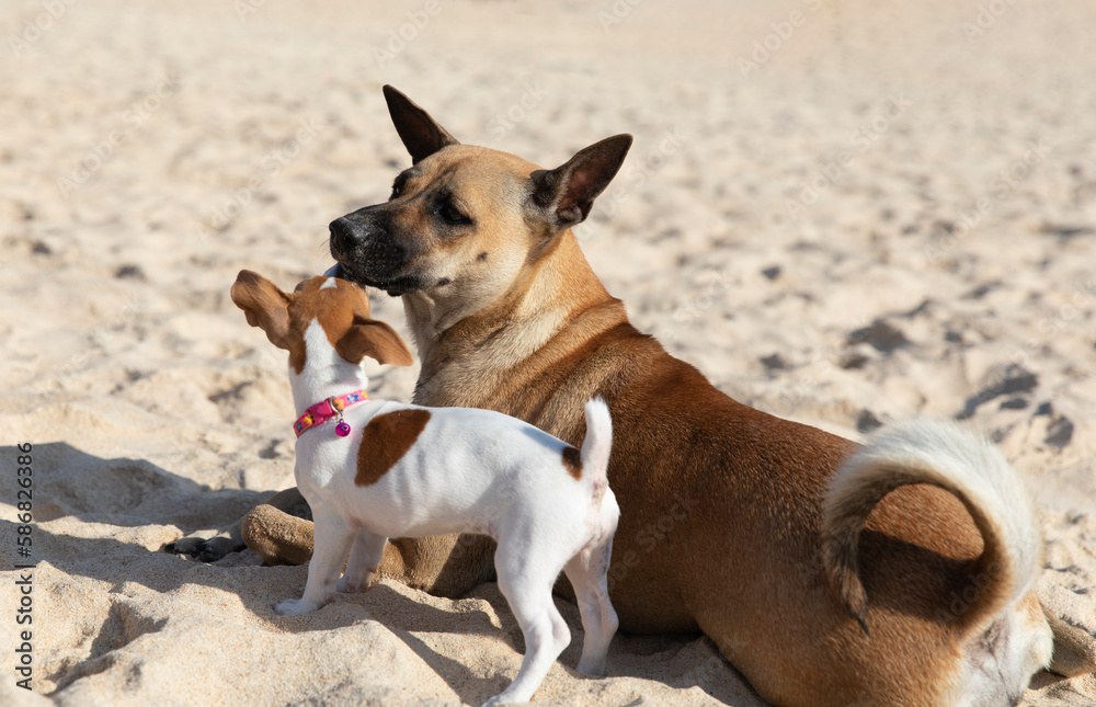 Jack Russell Terrier puppy is playing on a sandy beach with a big brown dog