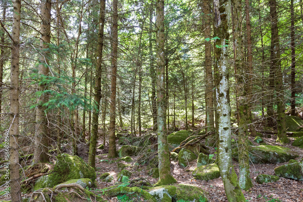 Fototapeta premium Schwarzwald forest in southwestern Germany