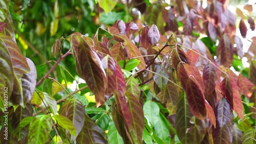 Archidendron pauciflorum (Blackbead, Dog Fruit, Djenkol tree, Luk Nieng Tree, Ngapi Nut, Pithecellobium lobatum Benth, Djenkol, Jengkol) leaves on the tree photo