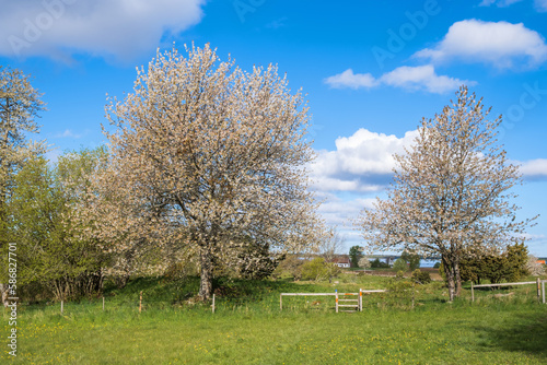 Flowering fruit tree by a meadow with a gate in the spring
