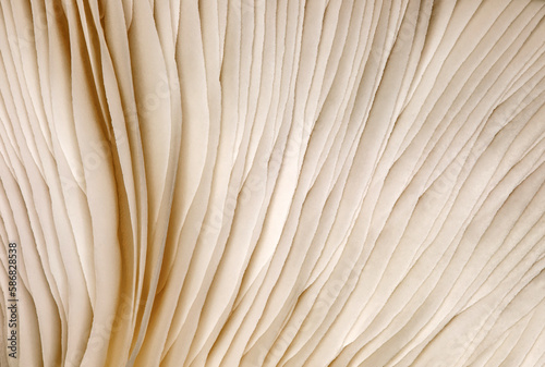 Mushroom oyster gills close-up, background wallpaper, uniform texture