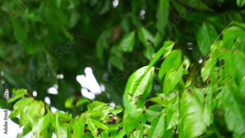 Archidendron pauciflorum (Blackbead, Dog Fruit, Djenkol tree, Luk Nieng Tree, Ngapi Nut, Pithecellobium lobatum Benth, Djenkol, Jengkol) leaves on the tree photo