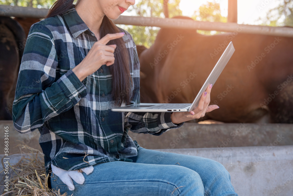 female farmer using a laptop to check the quality of cows on the farm female farmer using a laptop to check the quality of cows on the farm