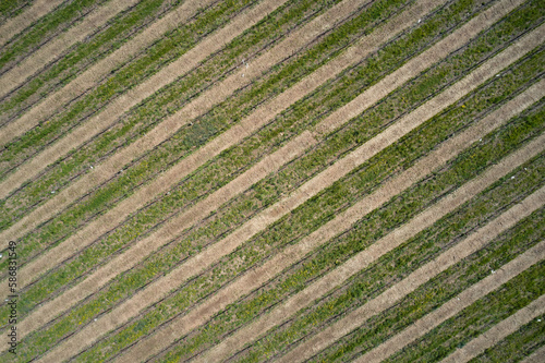 Winter vineyards in Italy top view. Green surface texture top view. Lines on the green surface drone view.
