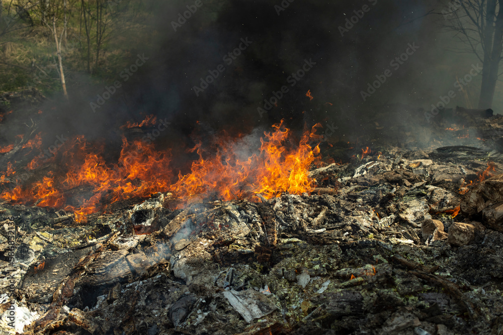 Fire in forest. Ignition of grass. Fire and smoke. Damage to environment. Fire in forest. Ignition of grass. Fire and smoke. Damage to environment.