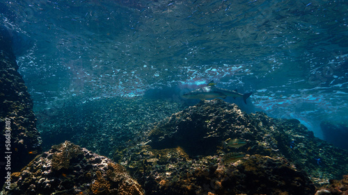 Underwater photo of Blacktip reef shark at coral reef in beautiful light. From a scuba dive in the Andaman sea in Thailand.