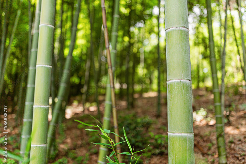 Green bamboo stems on blurred background with copy space Green bamboo stems on blurred background with copy space