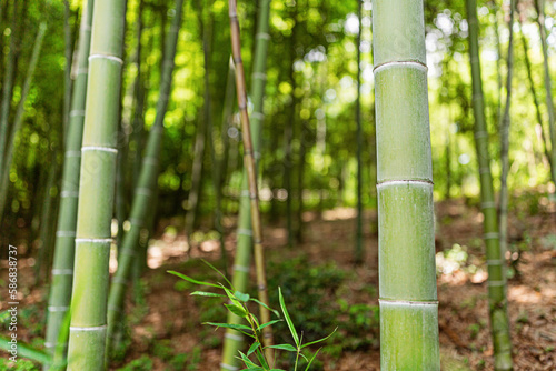 Green bamboo stems on blurred background with copy space