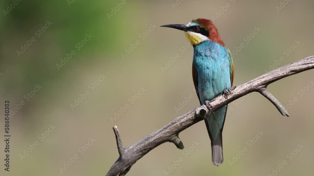 European bee-eater, Merops apiaster. A bird sits on a branch, calling European bee-eater, Merops apiaster. A bird sits on a branch, calling
