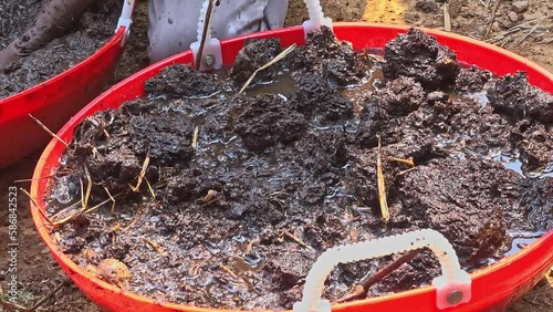 Wallpaper Mural Closeup of soil and compost or cow dung mixed with water to form a seed ball Torontodigital.ca