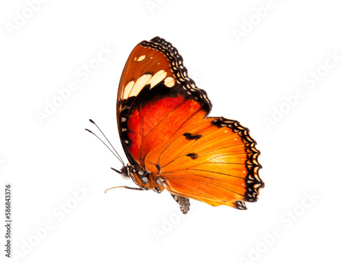 Beautiful monarch butterfly isolated on white background. Set of Big Monarch butterflies, isolated on white background. Tawny Coster (Acraea violae) Acraea terpsicore. © Gan