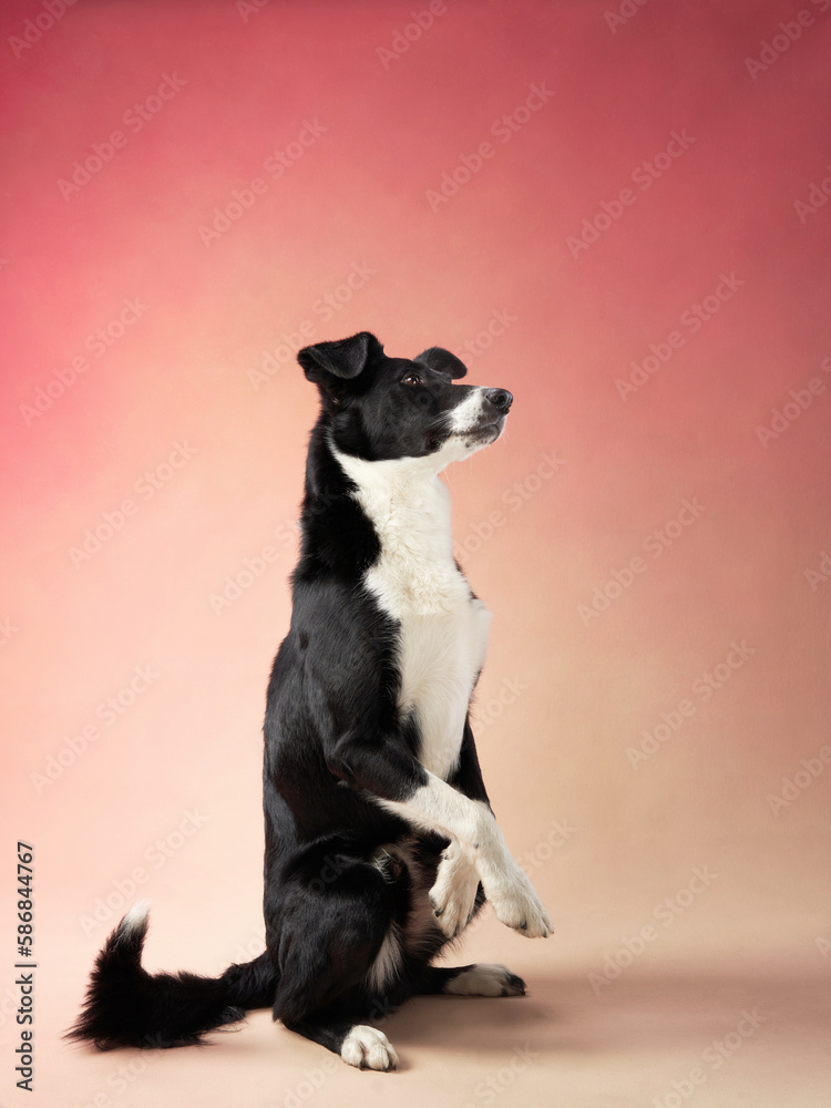 funny dog on pink background. Happy border collie in the studio. pet portrait