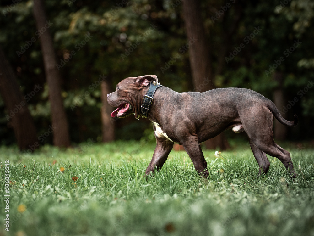 American hotsell bully running
