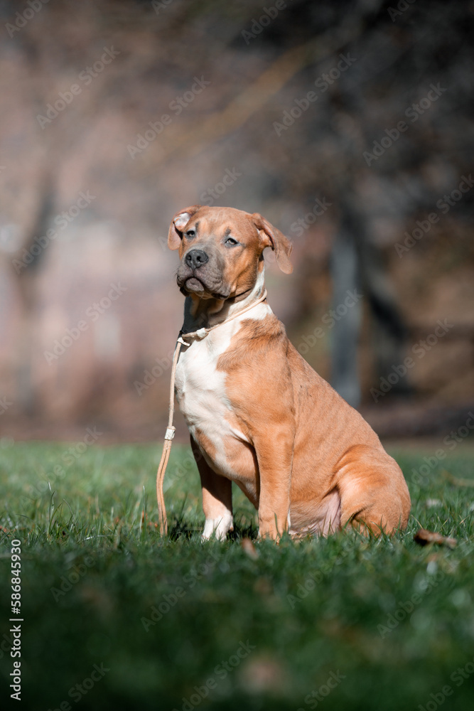 Puppy American Bully dog posing for a photo in the park 