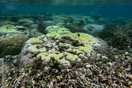 Idyllic shot of a coral reef in Camiguin, Philippines.