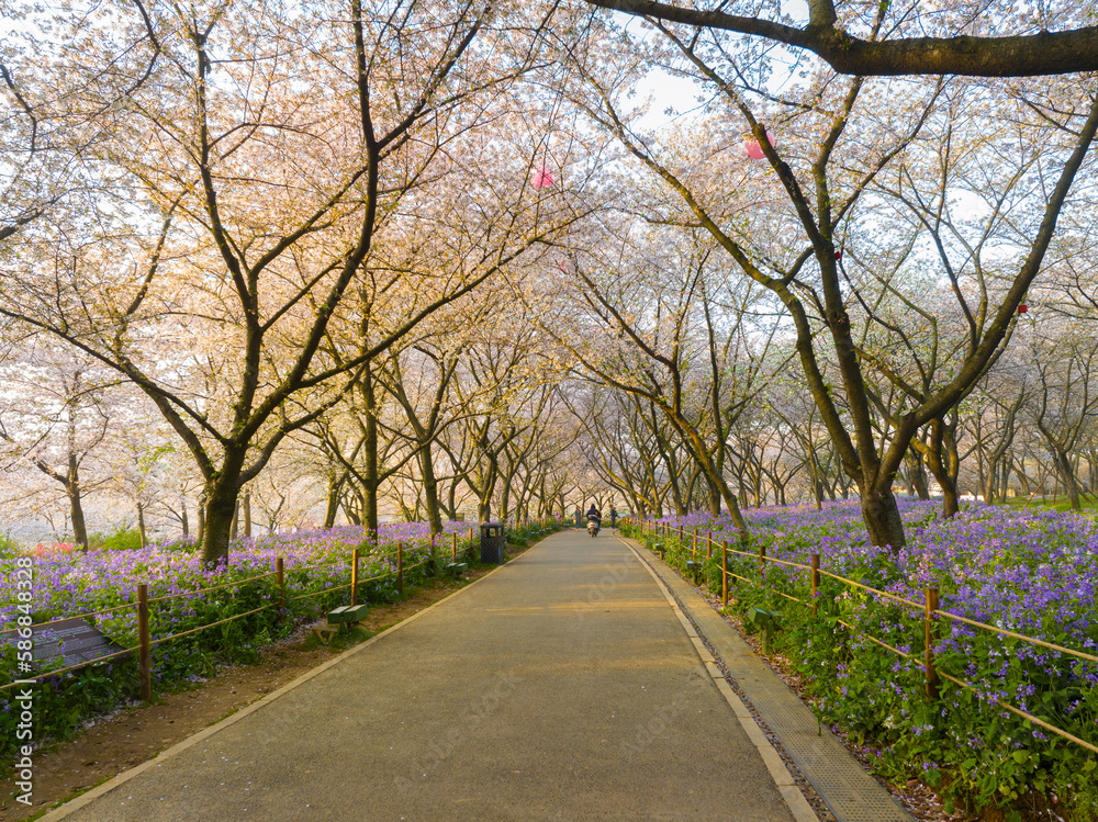 Wuhan East Lake Mountain Cherry blossom Garden Spring Scenery