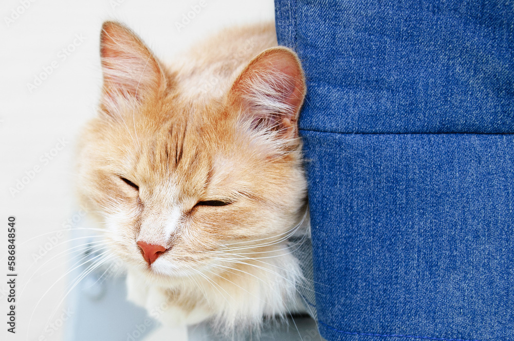 Obraz premium Close-up portrait of a sleeping beige cat.