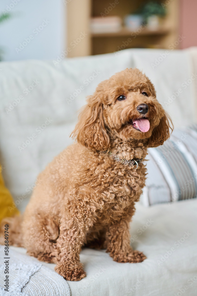 Vertical image of cute little dog sitting on sofa in the living room and waiting for the owner