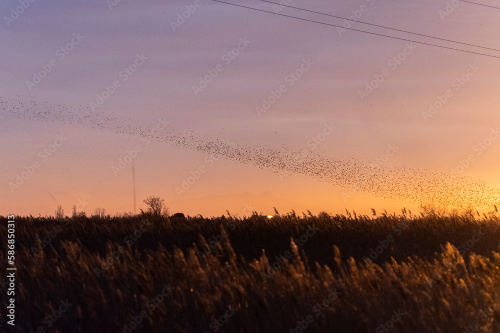 Fototapeta premium Estorninos