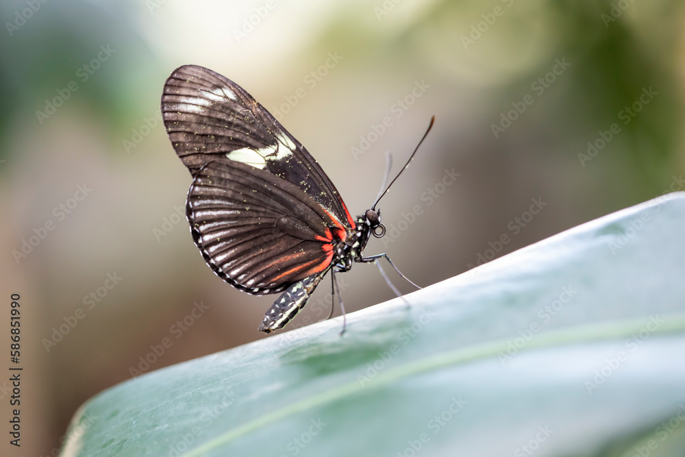 Fototapeta premium A beautiful butterfly is resting on a flower in a garden