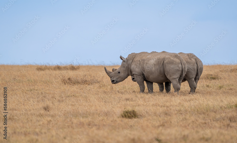 White Rhinoceros, Lake Nakuru National Park, Kenya, Ceratotherium simum White Rhinoceros, Lake Nakuru National Park, Kenya, Ceratotherium simum
