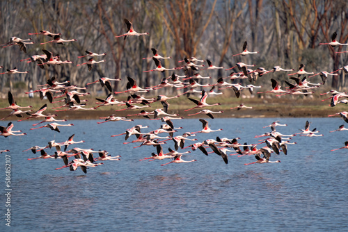 flamingos on lake baringo kena photo
