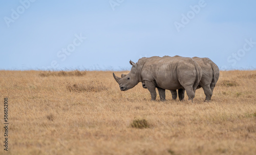 White Rhinoceros  Lake Nakuru National Park  Kenya  Ceratotherium simum