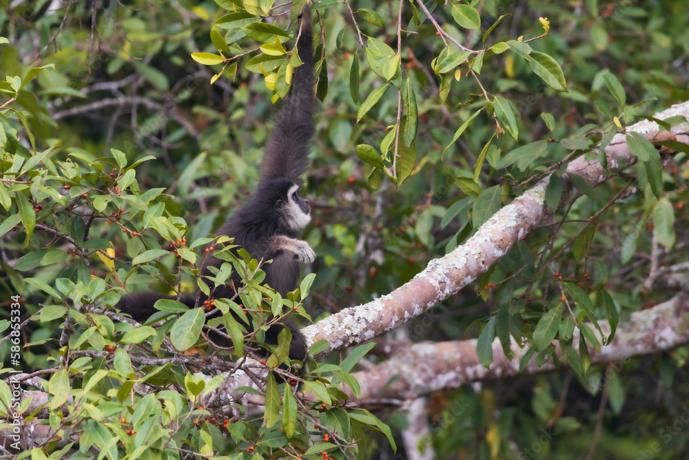 white-handed gibbon white-handed gibbon