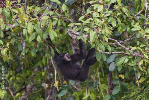 white-handed gibbon