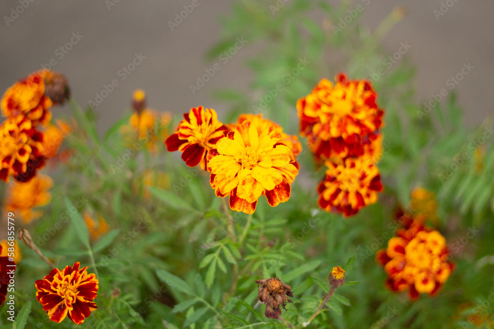 Orange flowers in garden. Plants in park. Small petals. Orange flowers in garden. Plants in park. Small petals.