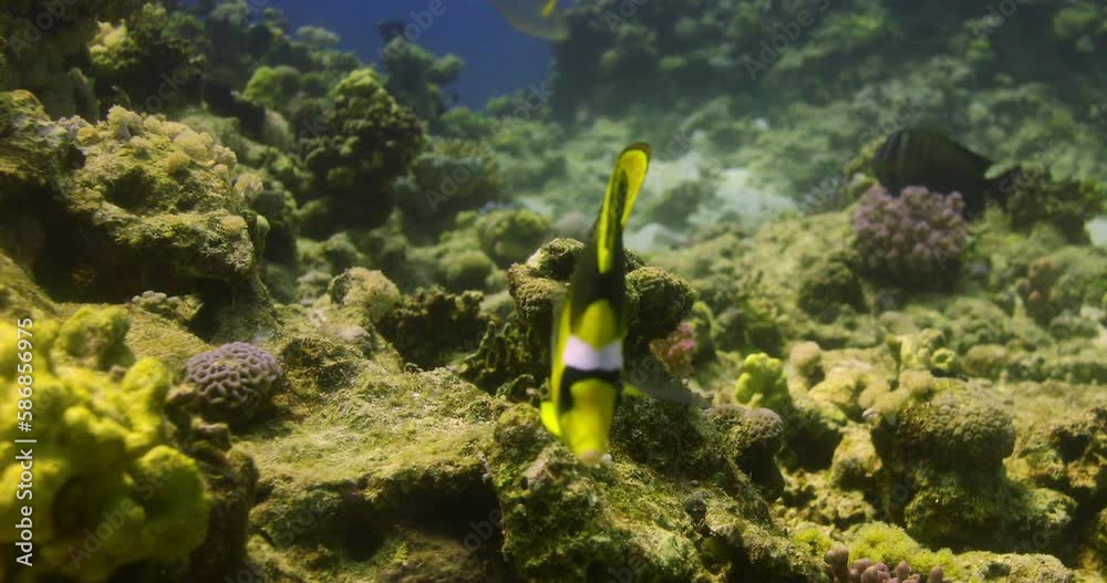 Raccoon butterflyfish  in The Coral Reef of The Red Sea of Egypt