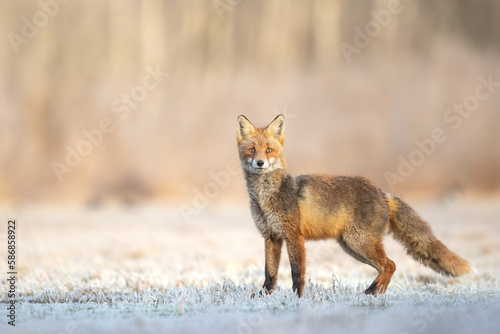 Fox Vulpes vulpes in autumn scenery, Poland Europe, animal walking among winter meadow in snow   © Marcin Perkowski