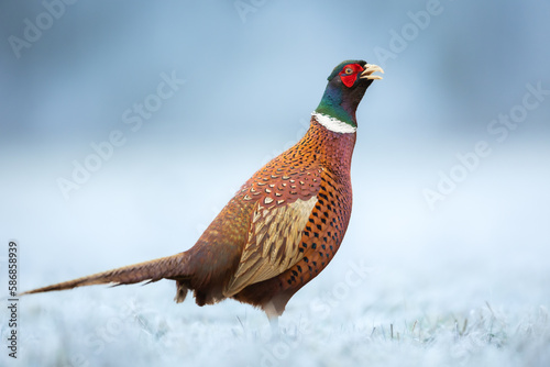 Common pheasant Phasianus colchius Ring-necked pheasant in natural habitat, grassland in early spring

