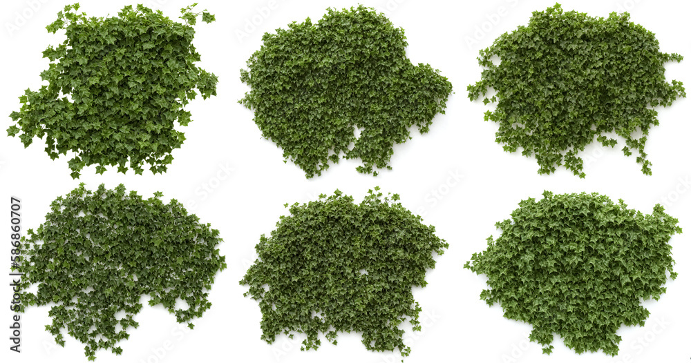 ivy, collection of lush climbing plants, generative ai, isolated on white background ivy, collection of lush climbing plants, generative ai, isolated on white background